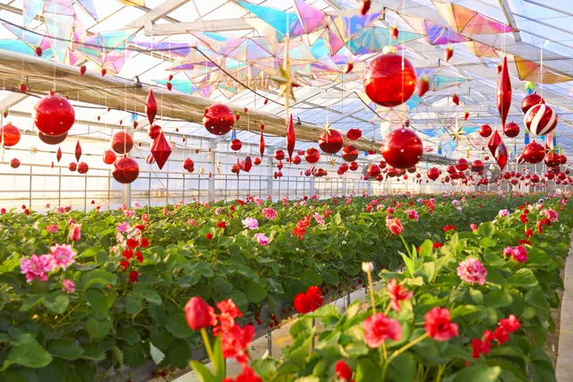 オズの国のストロベリーハント