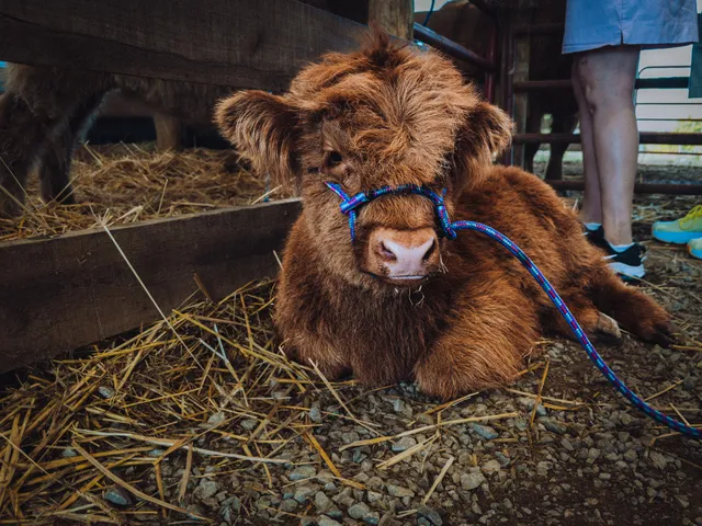 Hilltop Highlands Cattle Farm