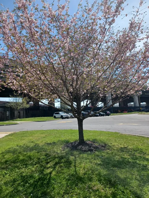 The Manhattan Psychiatric Center