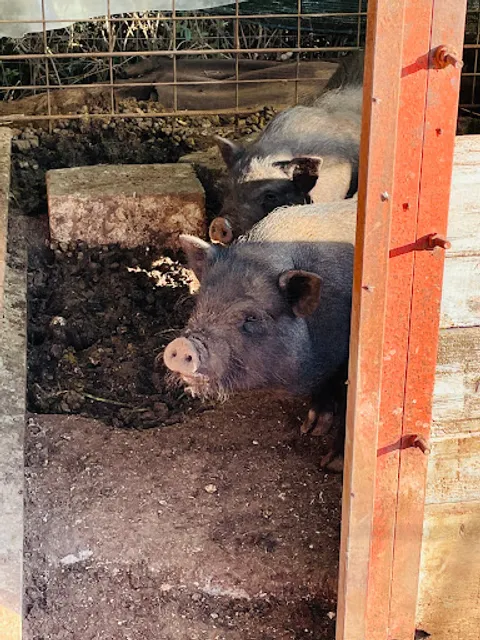 Il Forno Del Velino S.A.S. Di Sabatini Diego