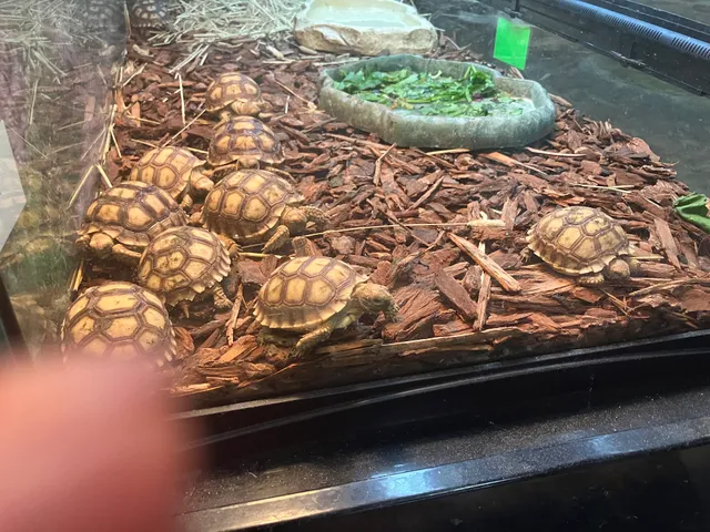 TortoiseLand