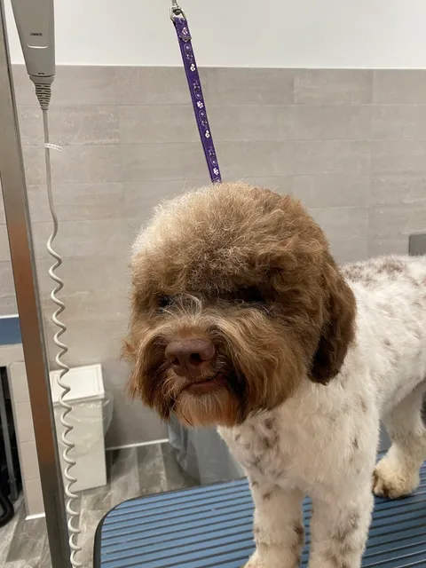 Dogtorhouse Toelettatura