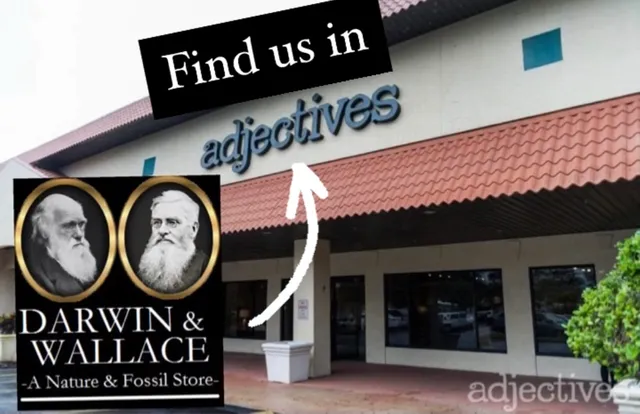 Darwin and Wallace: A Nature & Fossil Store