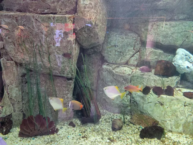 Caesars Forum Shop Atlantis Aquarium