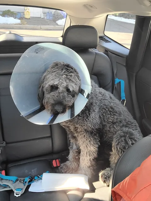 The Animal center LI