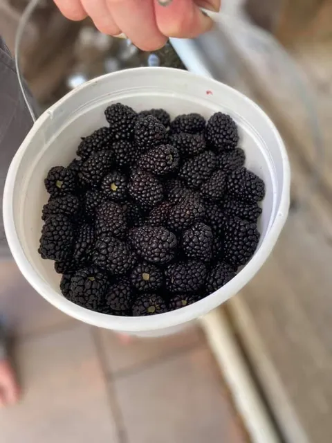 Oneal Berry Farm… CLOSED for 2025. We’ll reopen in May 2026.