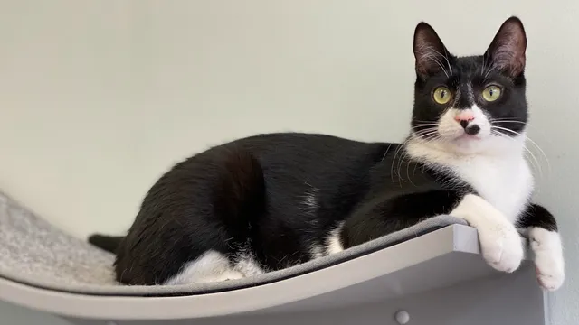 Cats in Bloom - Bloomsburg Cat Cafe’