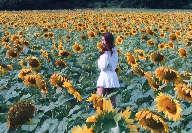 The Tecumseh Sunflower Field