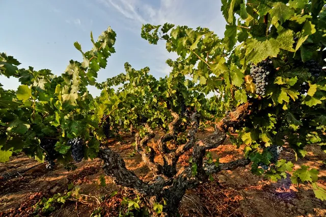 Di Stasio Vineyards and Wines