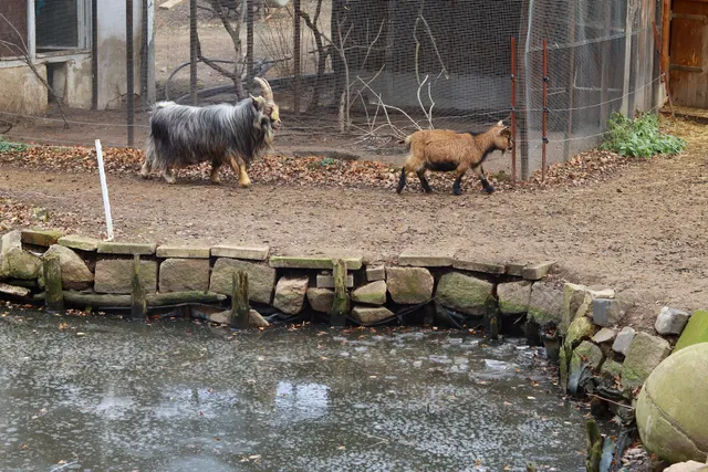 Tiergehege Glauchau Zoo