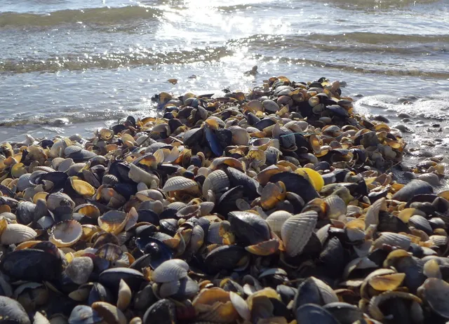 Ferienwohnungen Hus Pellworm - Familie Wolf