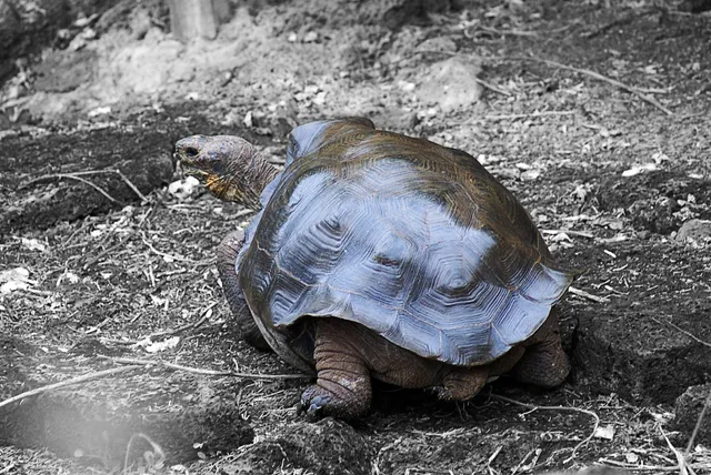 Charles Darwin Foundation - Donation Point