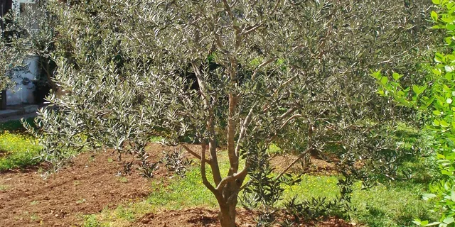 Apartment and Rooms Santini