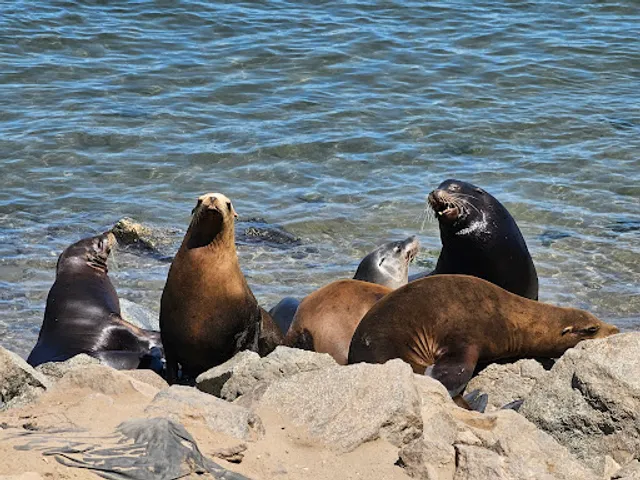 Monterey Sea Lions