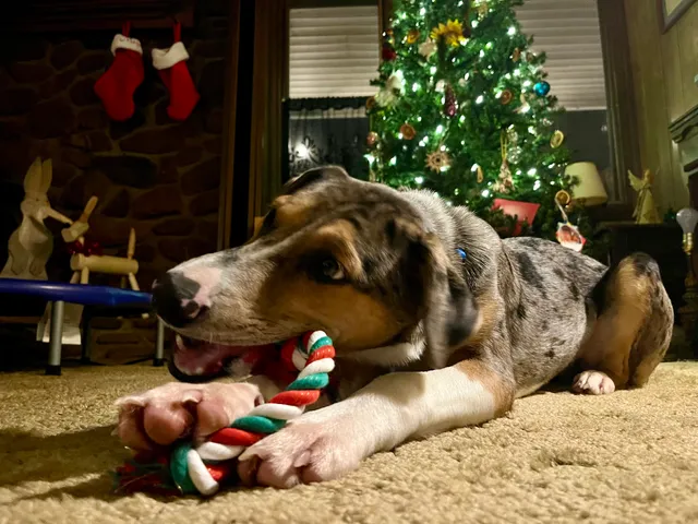 Galax Carroll Grayson Shelter