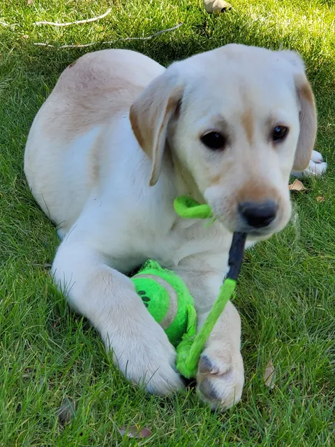AZ FireHouse Labrador puppies