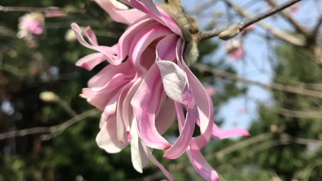 Lewis Ginter Botanical Garden Parking Area