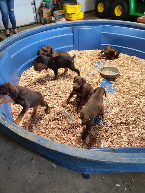 Bell's Strawberry Farm