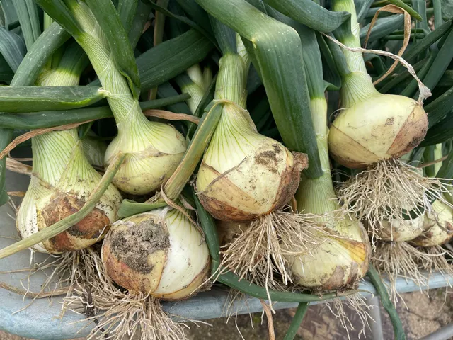 Awaji Hapinico Farm（アワジハピニコファーム）3月〜5月新玉ねぎの収穫体験実施中‼