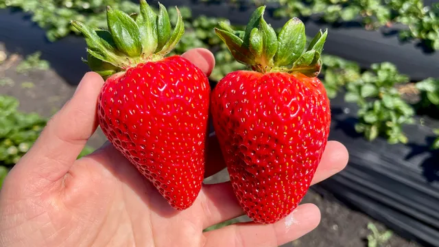 Blue House Farm Strawberry U-Pick and Farmstand