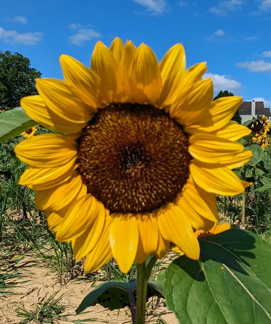 Gunther Sunflower Field