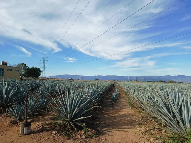 Tequila Tres Mujeres