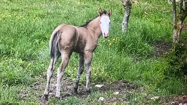 La Fattoria di Morgana