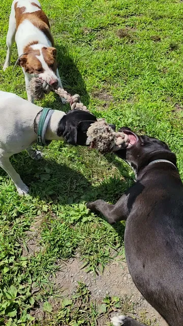 River Point Canine Park