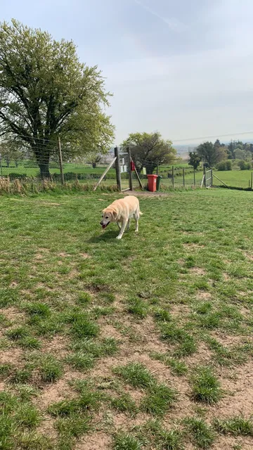 Run Free Dog Fields - Bishopton