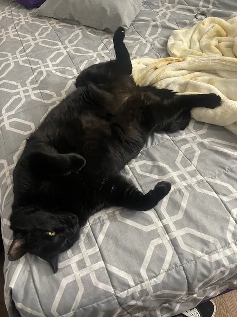 Anaheim Animal Care & Pet Hospital