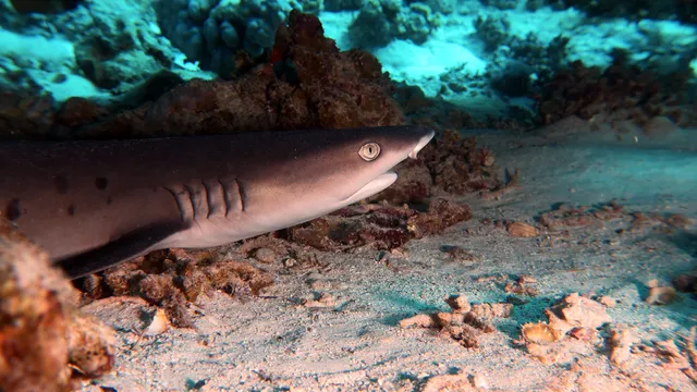 Scuba Diving Hurghada Diving Center office