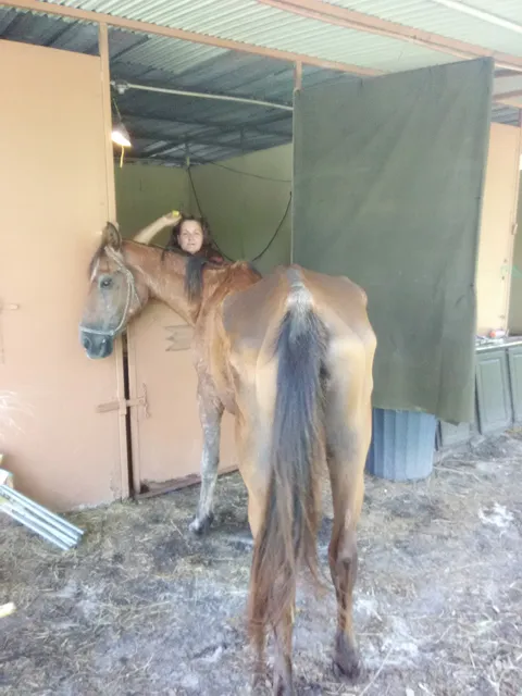 Horse's Ass Family Farm & Apiary