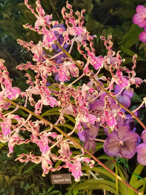 Orchid Shows-Platinum Coast Orchid Society
