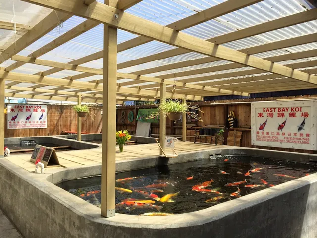 East Bay Koi