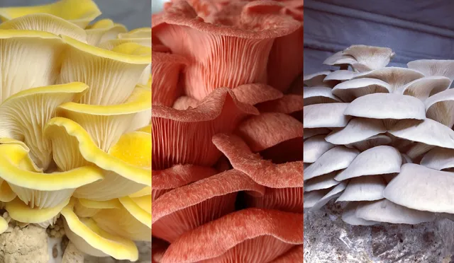 Cactus Hat Mushrooms