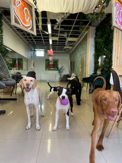 Dog Bar & Lounge & DOGBARBERS- Psia škôlka a Kaviareň