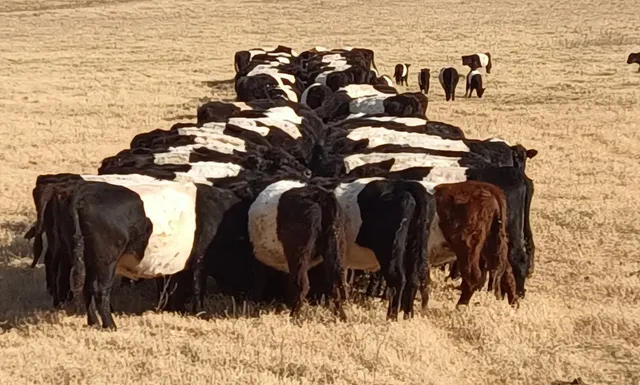 OKBelties Cattle Company