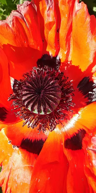 Pension Schwalbennest