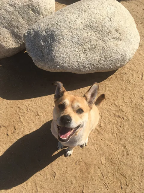 Jackson Street Dog Park