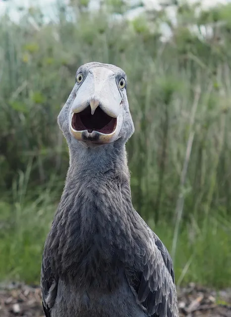 Mabamba Swamp Shoebill Watching Entebbe