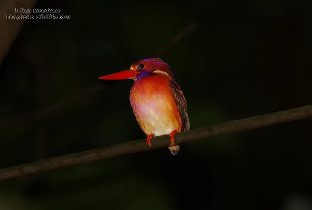 Tangkoko Wildlife Tour