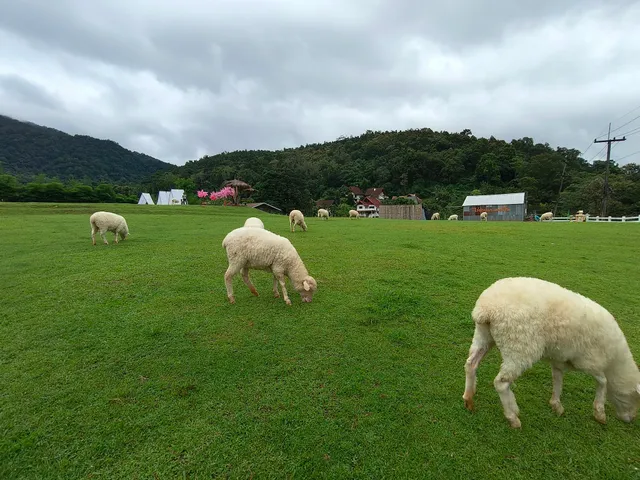 Merino Sheep Farm Chiang Mai