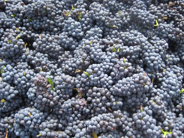 Flying Dutchman Winery