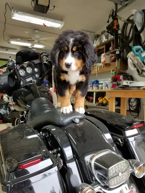 Electrical Wholesalers