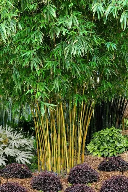 Bamboo Plants