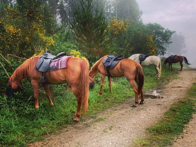 Camino de Santiago a caballo · The Pilgrim Horse