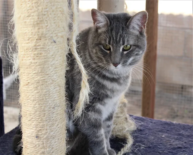 Cat People and Pawsitively Cats Sanctuary