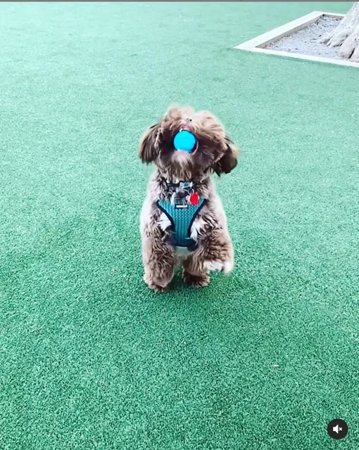 Church Square Park Dog Park