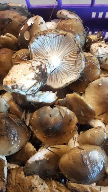 Pasapesca, Mercat del peix.