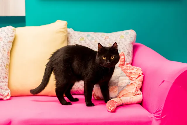 The MeowManor - Cats Only Boarding